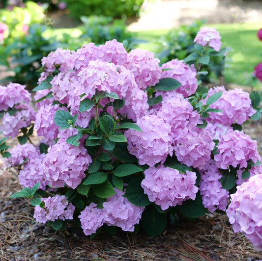 Let's Dance Sky View® Reblooming Hydrangea (Hydrangea macrophylla 'Lets Dance Sky View') - 2 gallon