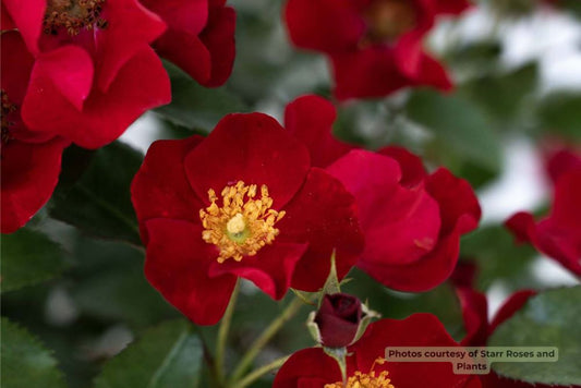 Scarlet Drift® rose (Rosa Scarlet Drift® ('Meidelvega')) - 2 gallon