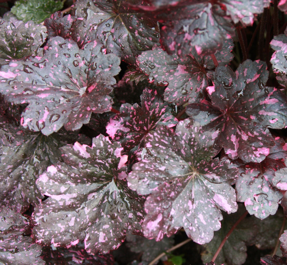 Midnight Rose Coral Bells (Heuchera midnight 'Midnight Rose') - 1 gallon