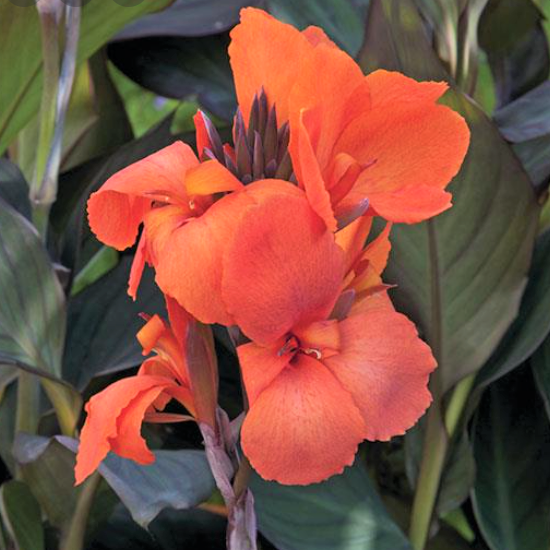 Cannova Bronze Orange Canna (Canna cannova 'Bronze Orange') - 1 gallon