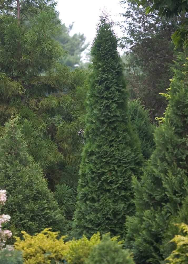 North Pole® Arborvitae (Thuja occidentalis 'Art Boe') - 3 gallon 24"