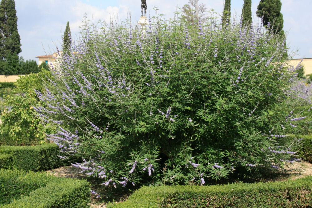 Chastetree/ Monk's Pepper (Vitex agnus castus 'Agnus-Castus') - 3 gallon 18"
