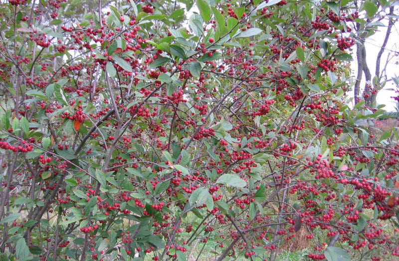 Red Chokeberry (Aronia arbutifolia 'Brilliantissima') - 1 gallon