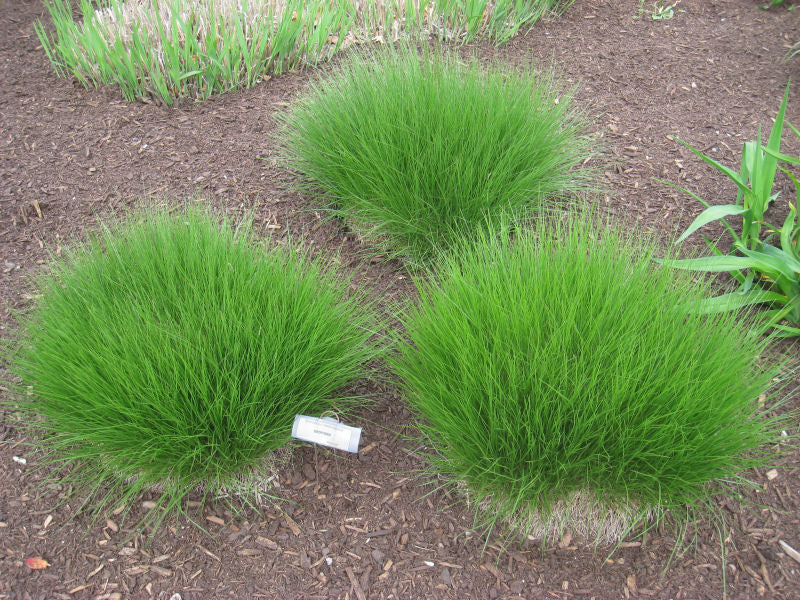 Prairie Dropseed (Sporobolus heterolepis 'Spor. Heterolepis') - 2 gallon