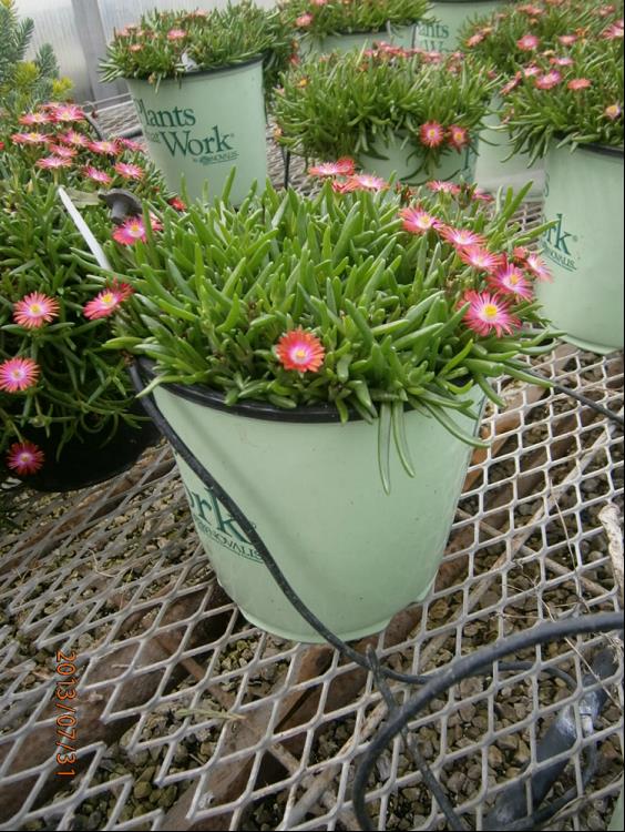 Fire Spinner® Ice Plant (Delosperma delosperma 'P001S') - 1 gallon
