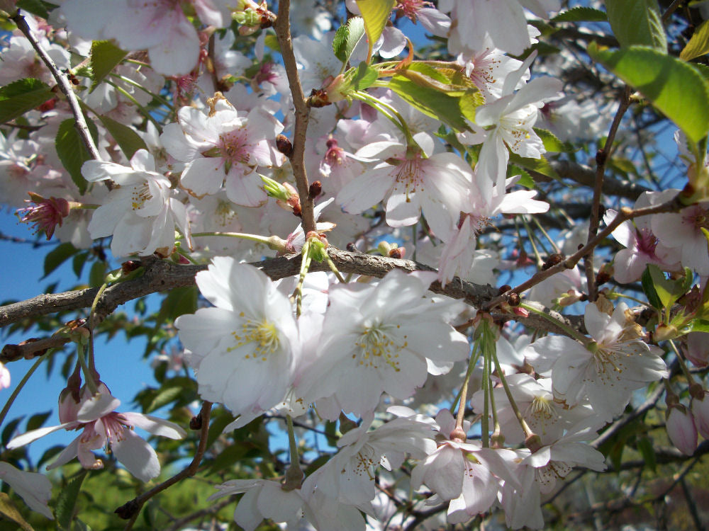Autumnalis Higan Cherry (Prunus subhirtella 'Autumnalis') - 3 gallon