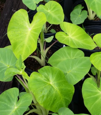 Maui Gold Elephant Ear (Colocasia 'Maui Gold') - 1 gallon