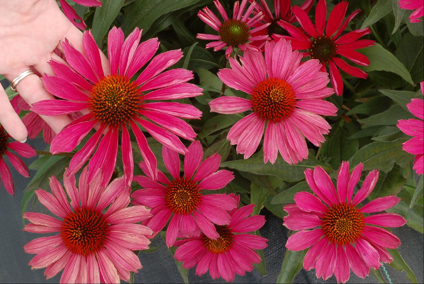 KISMET™ Raspberry Coneflower (Echinacea purpurea 'Kims Knee High') - half gallon