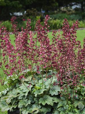 Berry Timeless Coralbells (Heuchera 'Berry Timeless') - 1 gallon