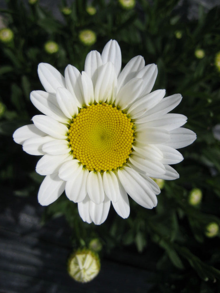 Becky Shasta Daisy (Leucanthemum x superbum 'Becky') - 1 gallon