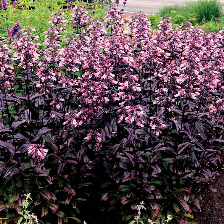 Dakota™ Burgundy Penstemon (Penstemon dakota 'Burgundy') - 1 gallon