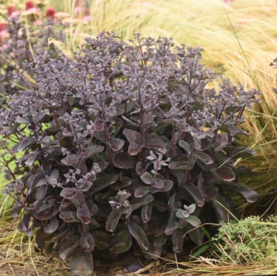 Rock 'N Grow® 'Back in Black' Stonecrop (Sedum back 'In Black') - 1 gallon