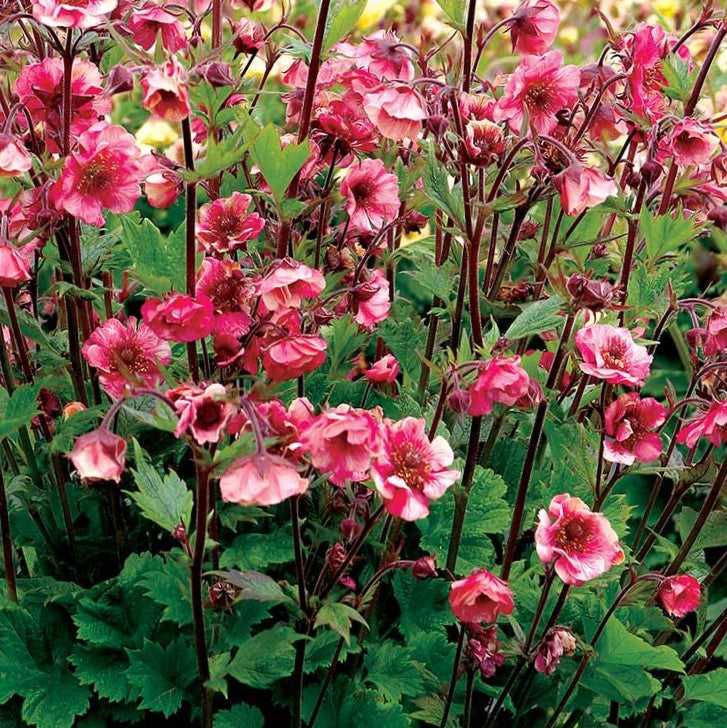 Geum Tempo™ Rose (Geum tempo 'Rose') - 1 gallon