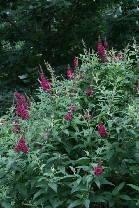 Funky Fuschia™ Butterfly Bush (Buddleia funky 'Fuchsia') - 2 gallon
