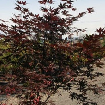 Samurai Sword™ Japanese Maple (Acer palmatum 'Samurai Sword') - 3 gallon 36"
