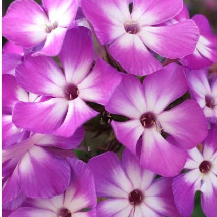 Flame® Pro Purple Garden Phlox (Phlox paniculata 'Flame Pro Purple') - 1 gallon