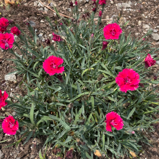 Dianthus Pinks (Dianthus 'Everbloom Red Delicious') - 1 gallon