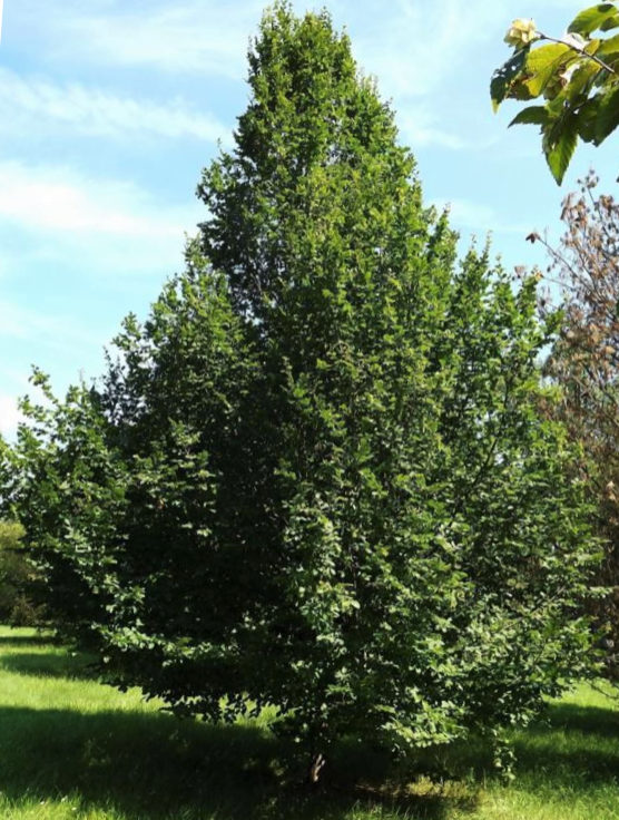 Pinocchio European Hornbeam (Carpinus betulus 'Pinocchio') - 3 gallon 48" TREE