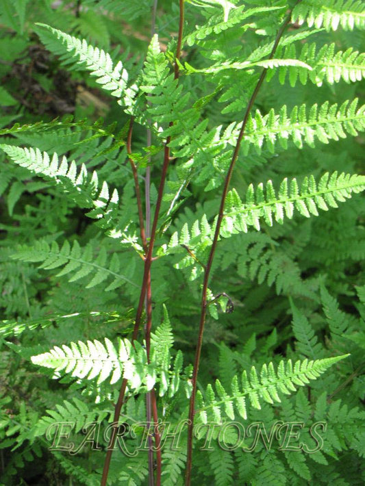 Lady In Red Lady Fern (Athyrium filix-femina 'Lady In Red') - 1 gallon