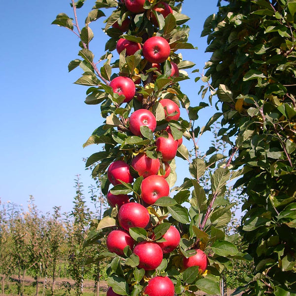 Fruit Snacks® Tasty Red™ Apple (Malus domestica 'Tasty Red') - 2 gallon