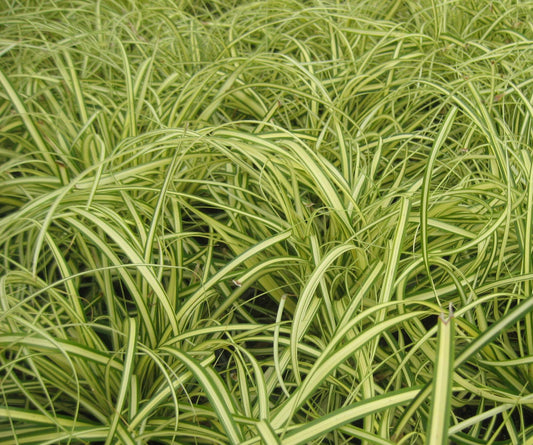 Evergold Sedge (Carex oshimenski 'Evergold') - 1 gallon