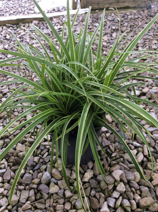 Ice Dance Sedge (Carex morrowii 'Ice Dance') - 1 gallon