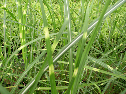 Zebra Grass (Miscanthus sinensis 'Zebrinus') - 1 gallon