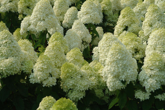'Limelight' Panicle Hydrangea (Hydrangea paniculata 'Zwijnenburg') - 3 gallon 12" HEAD
