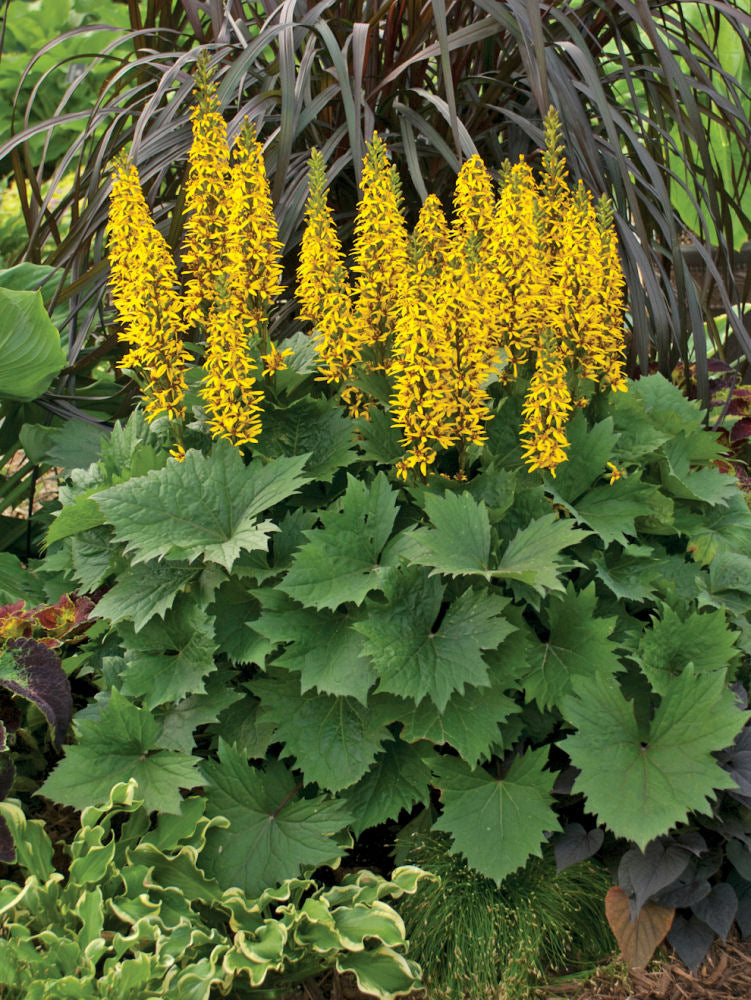 'Bottle Rocket' Ligularia (Ligularia 'Bottle Rocket') - 2 gallon