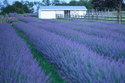 Phenomenal® Lavender (Lavandula x intermedia 'Phenomenal') - half gallon