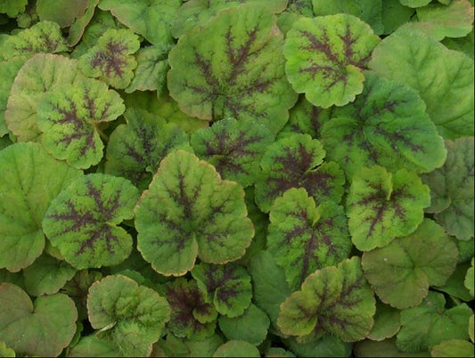 Running Tapestry Foamflower (Tiarella C 'Running Tapestry') - 1 gallon