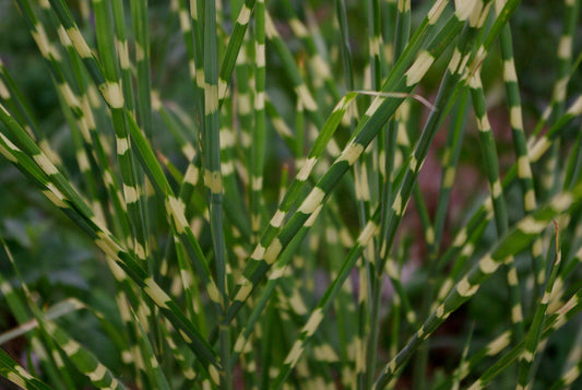 Little Zebra Maiden Grass (Miscanthus sinensis 'Little Nicky') - 1 gallon