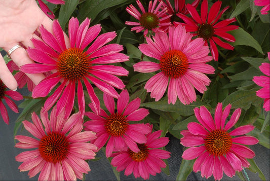 KISMET™ Raspberry Coneflower (Echinacea purpurea 'Kims Knee High') - half gallon