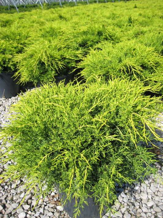 Old Gold Juniper (Juniperus chinensis 'Old Gold') - 3 gallon 12-15"