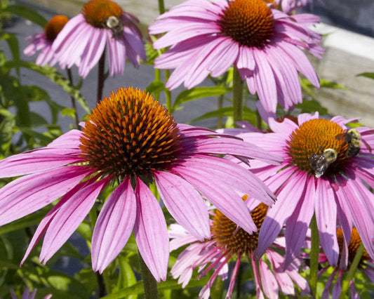 Purple Coneflower (Echinacea purpurea 'Magnus') - half gallon