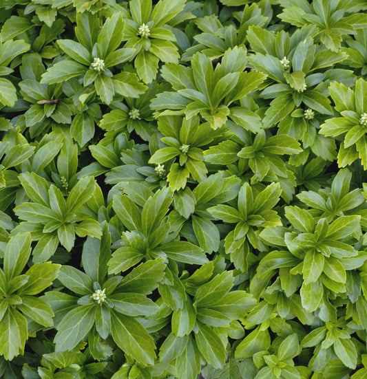 Japanese Spurge (Pachysandra terminalis) - 1 gallon