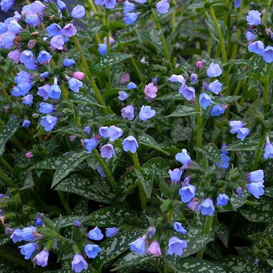 Twinkle Toes Lungwort (Pulmonaria twinkle 'Toes') - 1 gallon