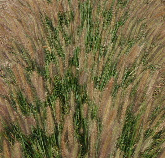 Jambalaya Fountain Grass (Pennisetum 'Pe. Al. Jambalaya') - 2 gallon