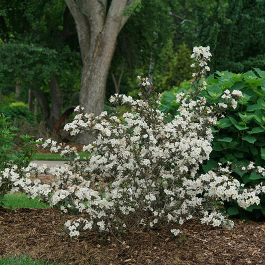 Wine & Spirits® Weigela (Weigela florida 'Wine and Spirits') - 3 gallon 15"