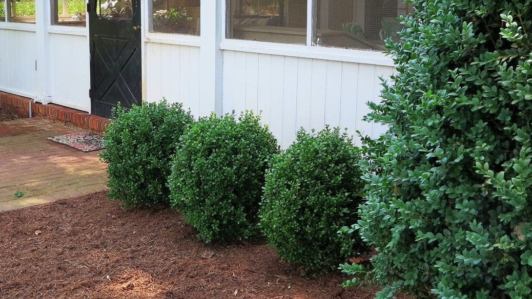 NewGen Freedom® Boxwood (Buxus newgen 'Freedom') - 3 gallon 12-15"