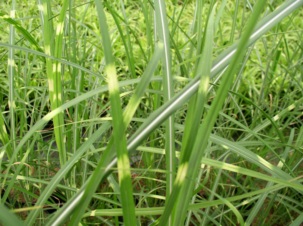 Zebra Grass (Miscanthus sinensis 'Zebrinus') - 1 gallon