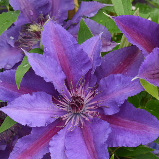 Paulie™ (Clematis paulie) - half gallon
