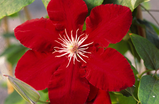 Rebecca™ Clematis (Clematis rebecca 'Rebecca') - 1 gallon