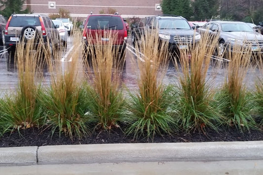 Karl Foerster Feather Reed Grass (Calamagrostis x acutiflora 'Karl Foerster') - 1 gallon