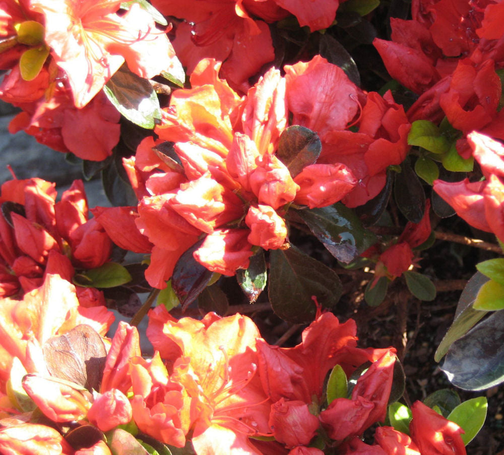 Girard’s Crimson Azalea (Azalea x 'Girard Crimson') - 1 gallon
