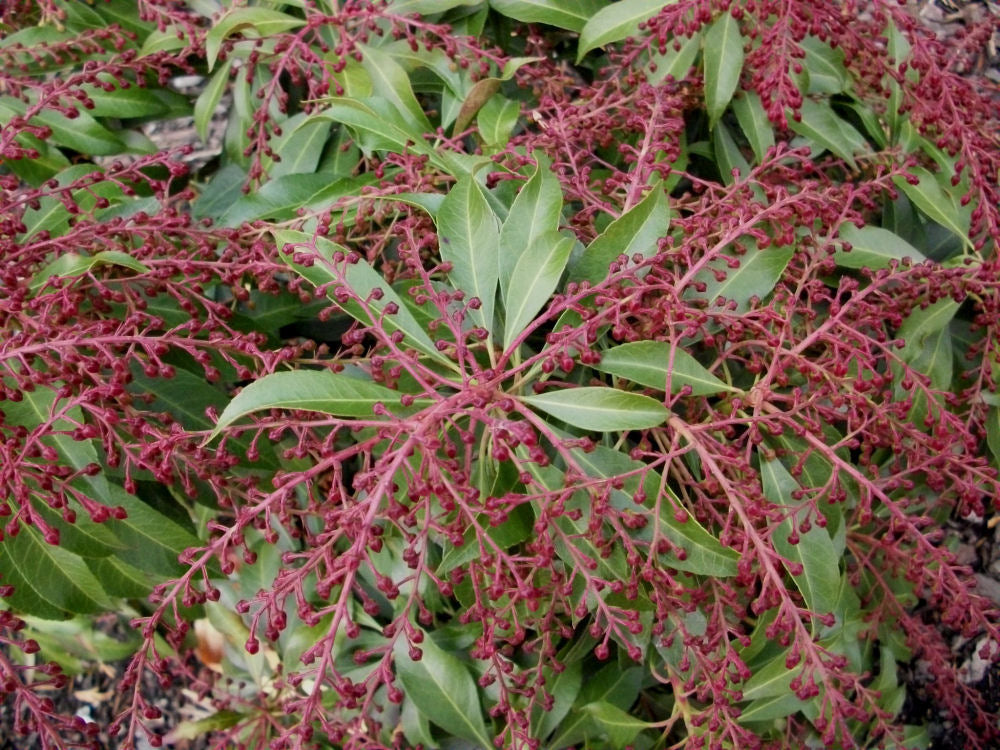 Katsura Japanese Andromeda (Pieris japonica 'Katsura') - 3 gallon 15"