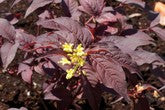 Nightglow® Bush Honeysuckle (Diervilla sessilifolia 'Nightglow') - 3 gallon 15"