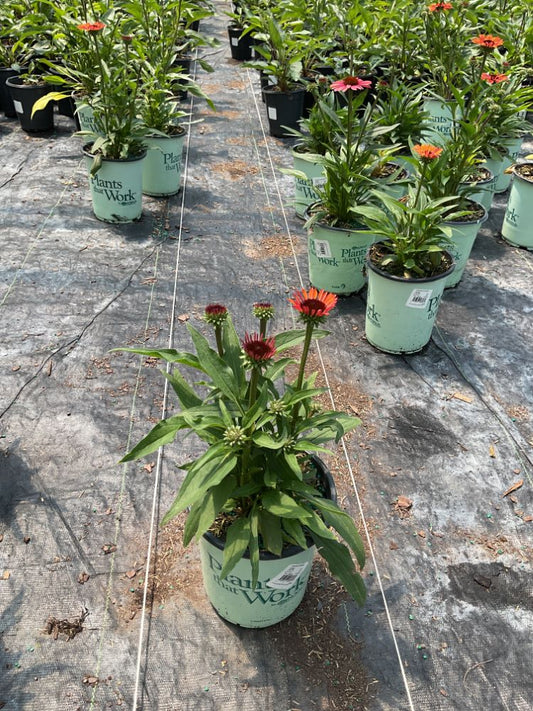Sunseekers® Orange Coneflower (Echinacea SunSeekers Orange ('Apecssior'PBR)) - half gallon