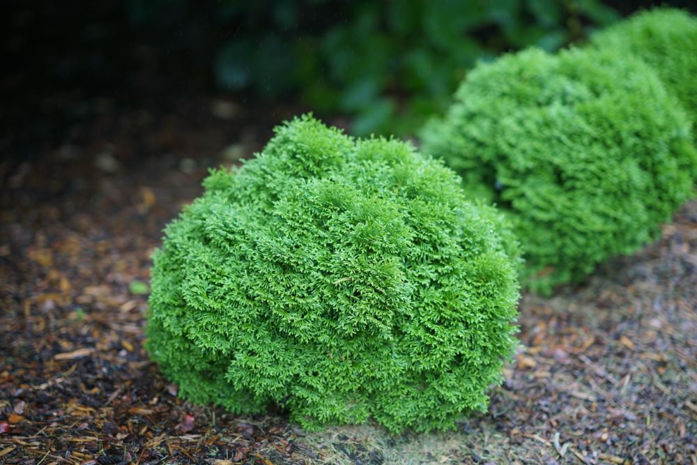 Tater Tot® Arbovitae (Thuja occidentalis 'Tater Tot') - 2 gallon