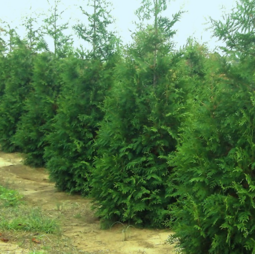 Thuja Junior Giant (Thuja x 'Junior Giant') - 3 gallon 24"